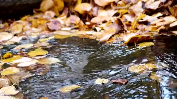 Été indien, ruisseau forestier coule parmi les feuilles tombées de bouleau jaune. Déplacement arrière-plan automne. — Video