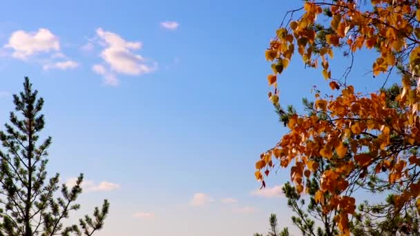 Verano indio, hojas de abedul amarillo brillante contra el cielo azul. Trasfondo otoñal. — Vídeos de Stock