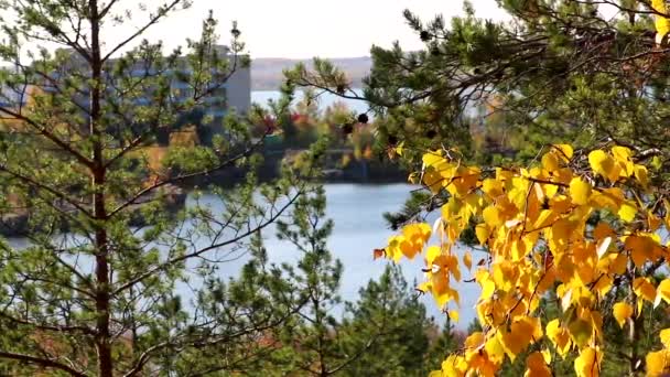 Estate indiana, foglie di betulla giallo brillante su uno sfondo sfocato di una cava e un lago. Sfondo autunno in movimento. Russia, Chelyabinsk — Video Stock