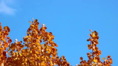 Kızılderili yazı, parlak sarı-turuncu kavak yaprakları rüzgarda sallanıyor. Sonbahar arkaplanı taşınıyor.