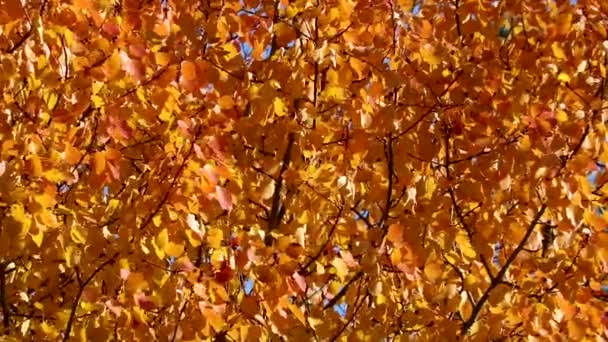 Indiai nyár, élénk sárga-narancssárga spárga levelek röpködnek a szélben. Mozgó őszi háttér. — Stock videók