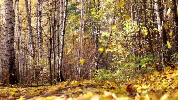 印度夏天,明亮的黄色枫叶落在秋天的混交林里.慢动作流动的秋天背景. — 图库视频影像