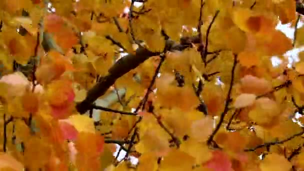 Indische zomer, helder geel-oranje aspen bladeren fladderen in de wind. Bewegende herfstachtergrond. — Stockvideo