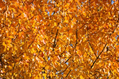 Hint yazı - parlak sarı-turuncu kavak yaprakları. Sonbahar arkaplanı.