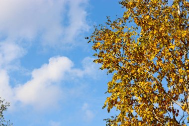 Mavi gökyüzüne karşı parlak sarı huş yaprakları. Renkli sonbahar arkaplanı. Hint Yazı.