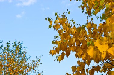 Mavi gökyüzüne karşı parlak sarı huş yaprakları. Renkli sonbahar arkaplanı. Hint Yazı.