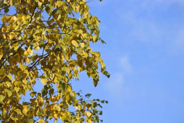 Mavi gökyüzüne karşı parlak sarı huş yaprakları. Renkli sonbahar arkaplanı. Hint Yazı.