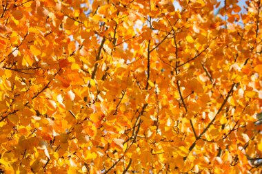 Hint yazı - parlak sarı-turuncu kavak yaprakları. Sonbahar arkaplanı.