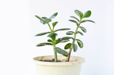 Yeşim bitkisi (Crassula ovata) - hafif arkaplan üzerine ev bitkisi. Para ağacı sulu, koyu yeşil yapraklı bitki..