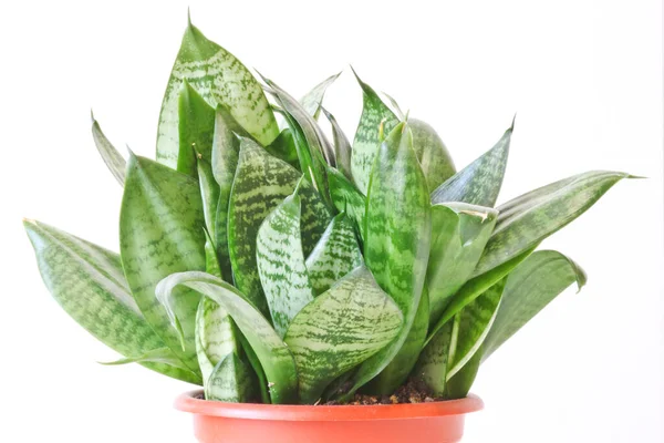 Sansevieria Trifasciata Hahnii Pianta Appartamento Una Pentola Marrone Sfondo Bianco — Foto Stock