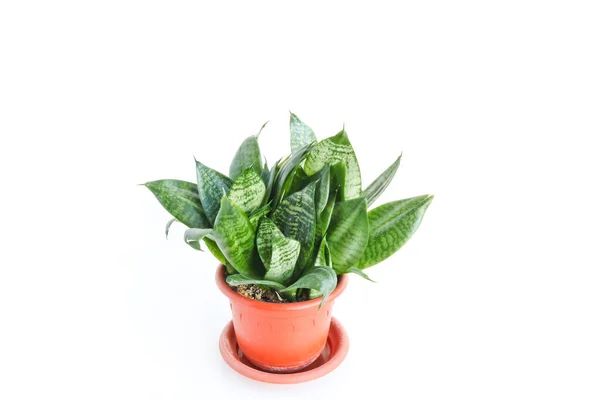 Sansevieria Trifasciata Hahnii Pianta Appartamento Una Pentola Marrone Sfondo Bianco — Foto Stock