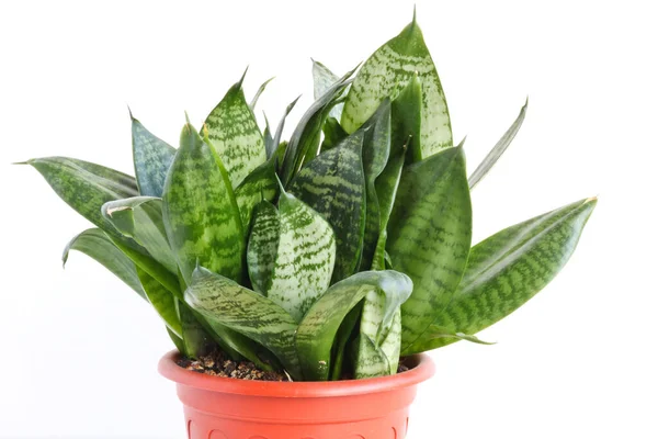 Sansevieria Trifasciata Hahnii Pianta Appartamento Una Pentola Marrone Sfondo Bianco — Foto Stock