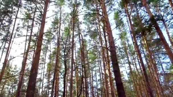 Silny wiatr w sosnowym lesie. Sosnowe pnie kołyszą się od wiatru. — Wideo stockowe