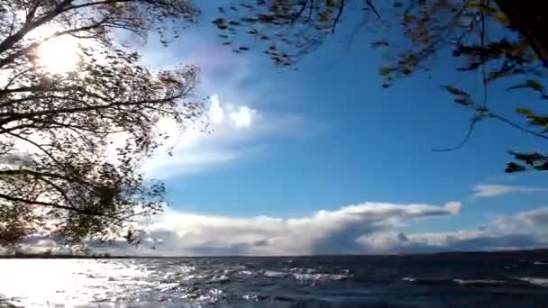 柳の枝は強風に揺れる。湖の上の秋の風景。湖の中の高い波。アンチサイクロンによるサイクロン変化. — ストック動画