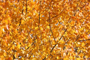 Hint yazı - parlak sarı-turuncu kavak yaprakları. Sonbahar arkaplanı.