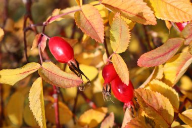 Değişik portakal yapraklarından oluşan bir arka planda olgun kırmızı yaban gülü meyveleri. İlaç fabrikası, C vitamini..