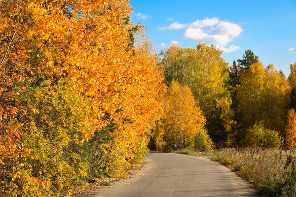 Altweibersommer Ein Asphaltierter Weg Einem Stadtpark Zwischen Bäumen Mit Leuchtend — Stockfoto