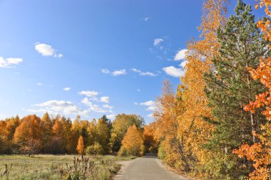 Hindistan yazı - bir şehir parkında, parlak sarı ve turuncu yapraklı ağaçların arasında asfalt bir patika. Sonbahar arkaplanı.