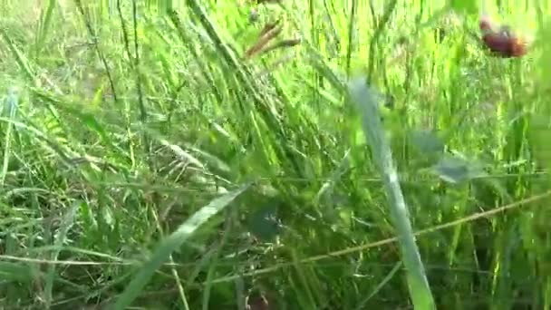 Images d'herbe verte macro soleil brille à travers les feuilles beau fond de l'été. Caméra de mouvement d'arrêt vidéo . — Video