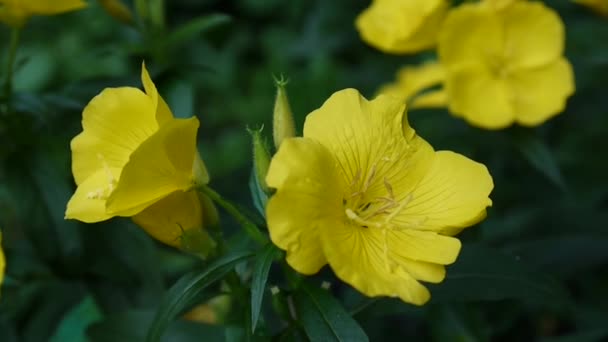 Yellow oenothera flowers in the garden — Stock Video