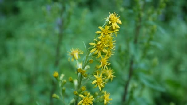 Solidago virgaurea, желтый цветок в поле — стоковое видео