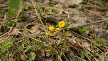Coltsfoot Tussilago farfara sarı bahar çiçekleri. Tıbbi bitki bahar başında çiçek açması,.