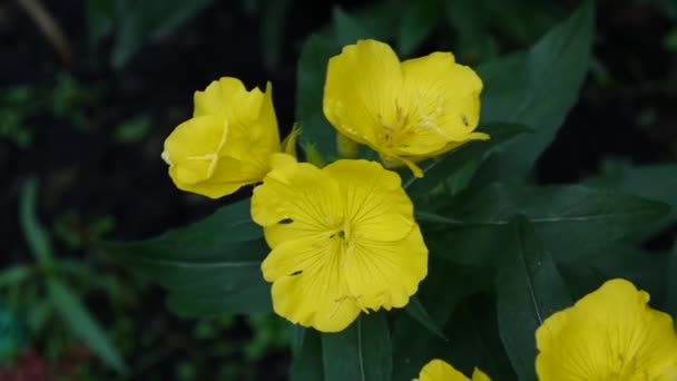 Gelbe Önothera-Blüten im Garten — Stockvideo