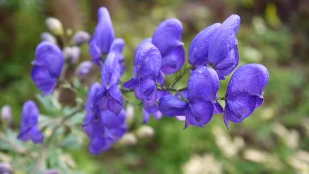 Aconitum. Синий цветок в саду — стоковое видео