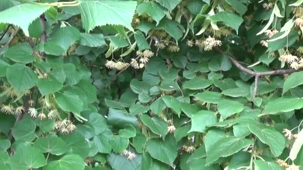 Folhas de tília e flores com vento soprando de perto. Tilia. . — Vídeo de Stock