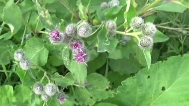 Çiçek açan dulavratotu yaz alanında. Arctium. HD video.