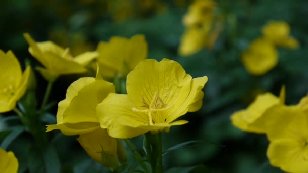 Gelbe Önothera-Blüten im Garten — Stockvideo