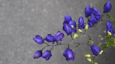 Aconitum. Mavi beatuful Çiçek bahçesinde