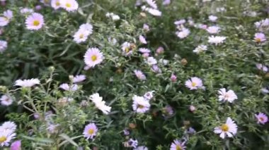 Aster çok yıllık. Flowerbed mor çiçek.