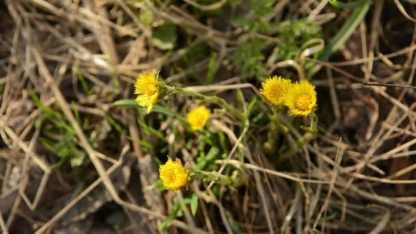 Coltsfoot Tussilago farfara flores amarelas da primavera. Planta medicinal, florescendo no início da primavera . — Vídeo de Stock