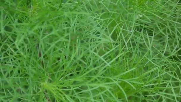 Hermosas hojas verdes cosmos en el macizo de flores. De cerca. — Vídeo de stock