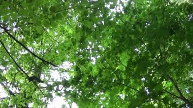 Park lane akçaağaç ve Ihlamur ağaçları yaz