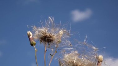 Rüzgar kuru tohumlar Cirsium arvense mavi gökyüzü arka plan üzerinde kapalı gözyaşları. Video