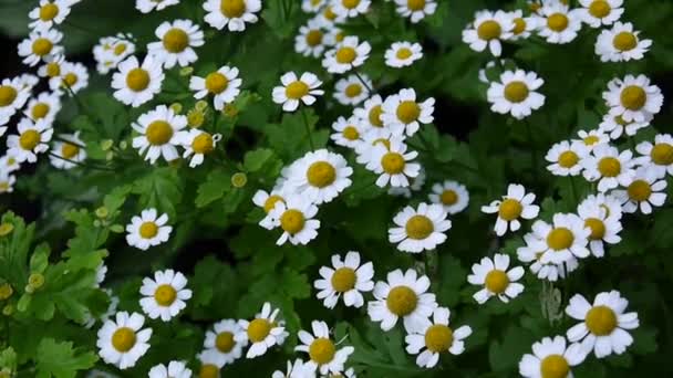 Άνθηση κοινή Μαργαρίτα floweron στο παρτέρι. πλάνα — Αρχείο Βίντεο