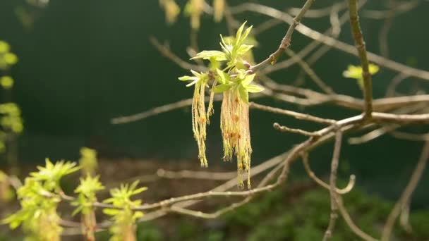 Ash Tree waait in de wind in het voorjaar — Stockvideo