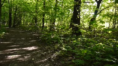 Genç çekici kız konuşmak park üzerinde yürümek telefon kullanarak. HD video görüntüleri panorama steadicam ile.