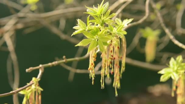 Ash träd blåser i vinden under våren — Stockvideo