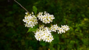 Çiçekli kuş kiraz bahar yakın çekim, dalları Rüzgar. Prunus padus. Video görüntüleri Hd statik kamera çekim..