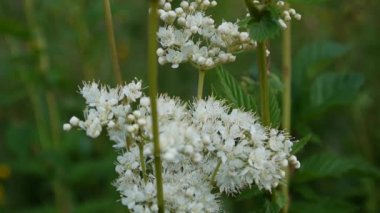 Erkeç sakalı Filipendula ulmaria kremsi beyaz çiçeklerle nemli çayır çiçek açmış. Kenevir-Kasıkotu Eupatorium arka planda.
