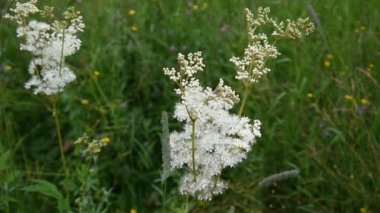 Erkeç sakalı Filipendula ulmaria kremsi beyaz çiçeklerle nemli çayır çiçek açmış. Kenevir-Kasıkotu Eupatorium arka planda.