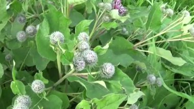 Çiçek açan dulavratotu yaz alanında. Arctium. HD video.
