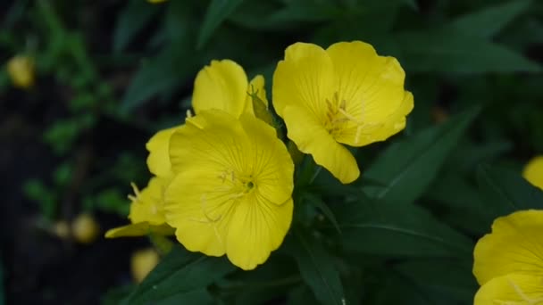 Flores de oenothera amarelas no jardim — Vídeo de Stock