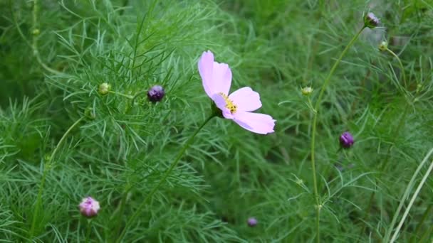 Belles fleurs cosmos sur le lit de fleurs. Gros plan — Video