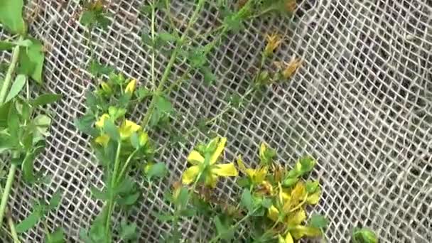 St. Johns wort rumput dikumpulkan di lapangan pada goni. Pemanenan tanaman obat di musim panas. Panorama kamera gerak dengan steadicam . — Stok Video