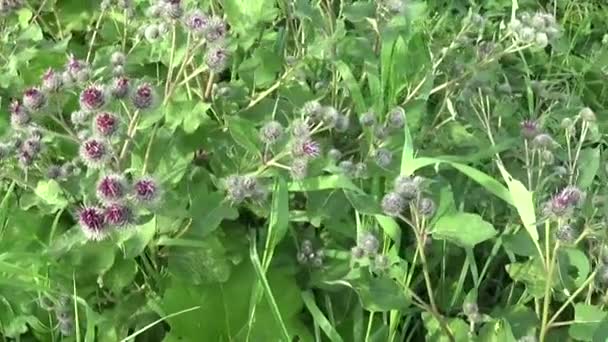 Blooming burdock in the summer field. Arctium. HD video. — Stock Video