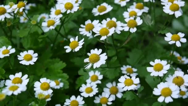 Bloeiende gemeenschappelijk daisy floweron de flowerbed. beeldmateriaal — Stockvideo